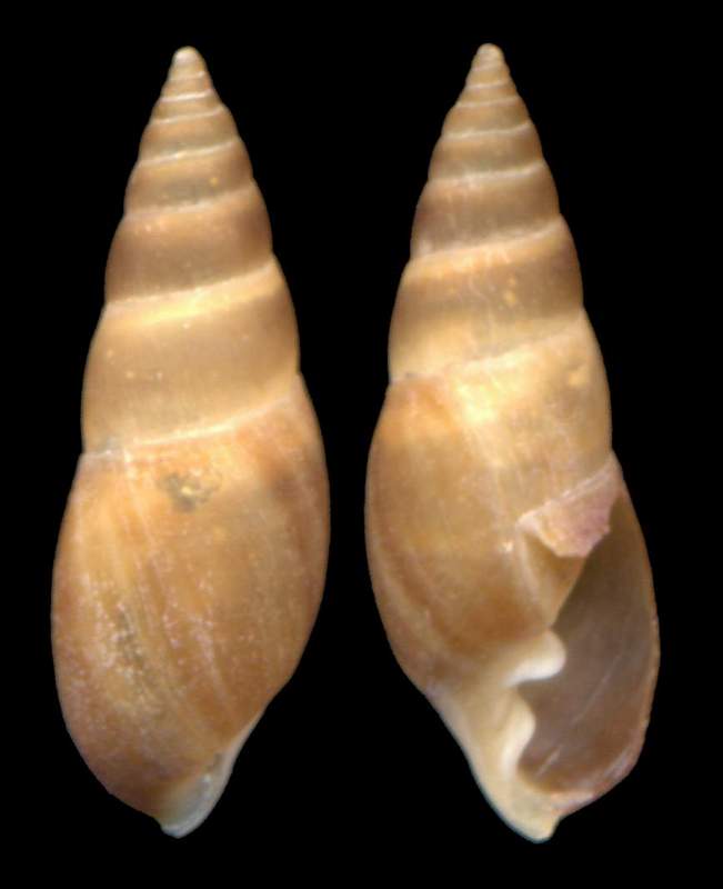 Ellobiidae Conferma classificazione